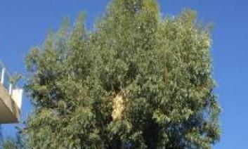 דירת 5 ח משופצת בקרית שמואל 